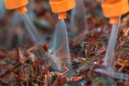 小龙虾怎么清洗干净，自制蒜泥小龙虾美味又放心的做法