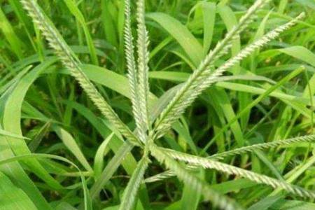 地龙草的功效与作用  地龙草是什么可以治疗什么疾病