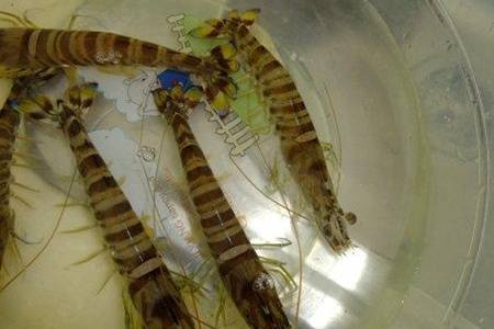 海虾与淡水虾有什么区别  海南野生白刺虾干晒温肾固精