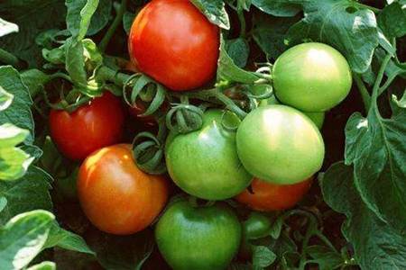 没熟的西红柿能吃吗 西红柿的功效和作用
