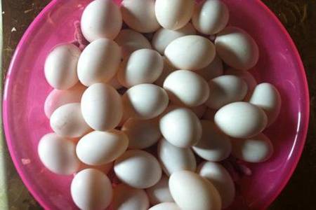 鸽子蛋怎么吃最有营养？鸽子蛋的营养价值及功效