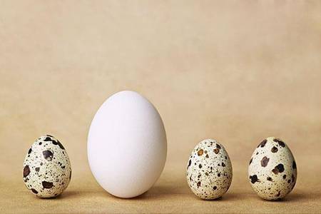 鹌鹑蛋和鸡蛋哪个更好？鹌鹑蛋的作用以及功能