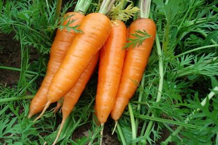 胡萝卜的功效和作用有哪些？平时多吃胡萝卜的好处