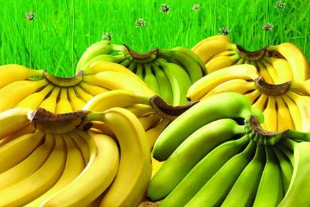 香蕉的功效与作用 经常吃香蕉对身体的好处