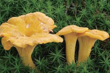 常见毒蘑菇有哪些 民间流传识别毒蘑菇的方法靠谱吗