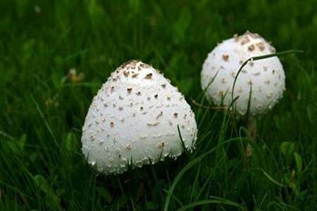常见毒蘑菇有哪些 民间流传识别毒蘑菇的方法靠谱吗