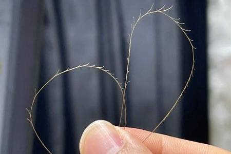 头发分叉能有多厉害 什么原因造成的要怎么修复