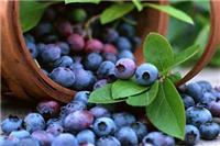 蓝莓的功效与作用  蓝莓的健康吃法了解一下
