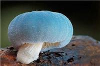 三种不能吃的蘑菇种类 食用见手青能看见小人是中毒现象