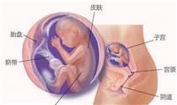 怀孕12周要做哪些检查 胎儿12周真实样子如何？