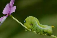 青菜虫怎么去除最后变成什么 蝴蝶都是菜虫蜕变的吗